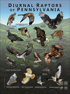 Diurnal Raptors of Pennsylvania poster print