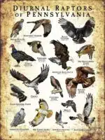 Diurnal Raptors of Pennsylvania poster print