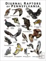 Diurnal Raptors of Pennsylvania poster print
