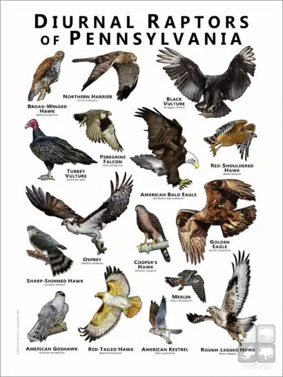 Diurnal Raptors of Pennsylvania poster print