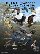 Diurnal Raptors of South Carolina poster print
