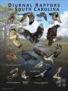 Diurnal Raptors of South Carolina poster print