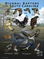 Diurnal Raptors of South Carolina poster print