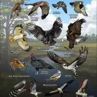 Diurnal Raptors of South Carolina poster print