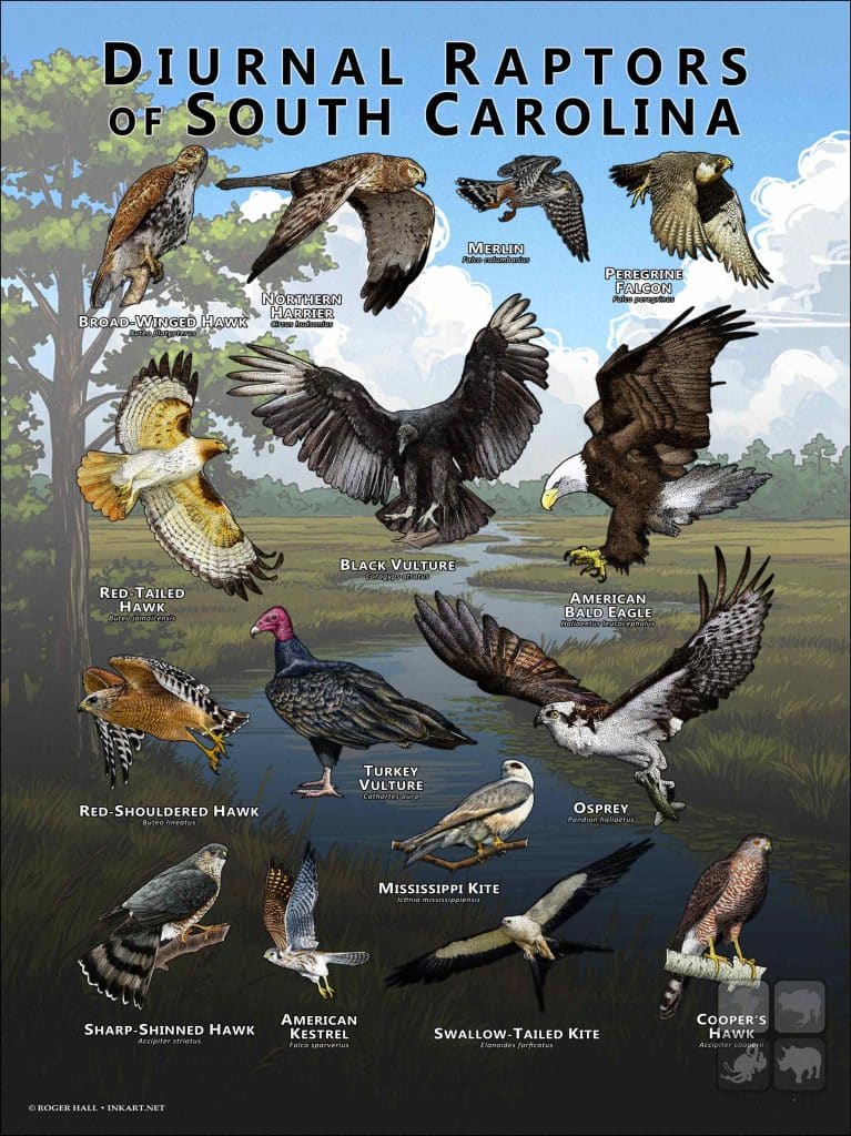 Diurnal Raptors of South Carolina Poster Print