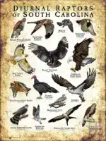 Diurnal Raptors of South Carolina poster print