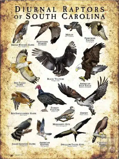 Diurnal Raptors of South Carolina poster print