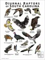 Diurnal Raptors of South Carolina poster print