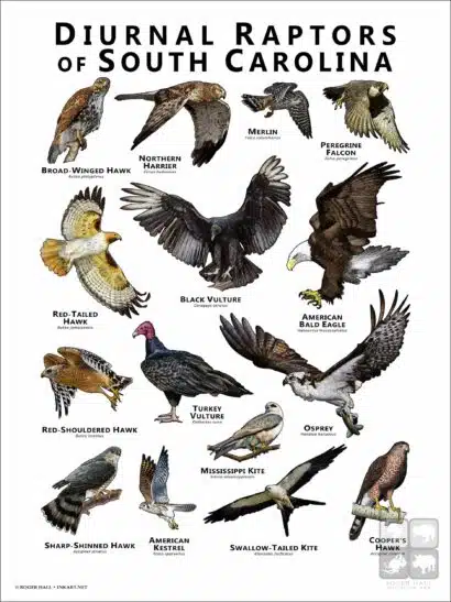 Diurnal Raptors of South Carolina poster print