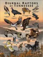 Diurnal Raptors of Tennessee poster print