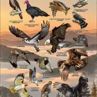 Diurnal Raptors of Tennessee poster print