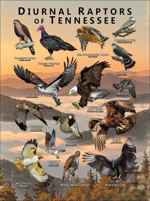 Diurnal Raptors of Tennessee poster print