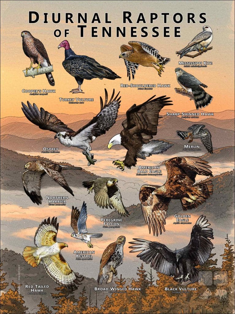 Sibley's Raptors Of North America Poster - Laminated 24x36 Inch Educational Bird Identification Chart