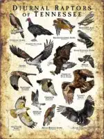 Diurnal Raptors of Tennessee poster print