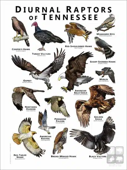 Diurnal Raptors of Tennessee poster print
