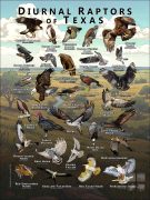Diurnal Raptors of Texas poster print