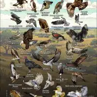 Diurnal Raptors of Texas poster print