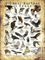 Diurnal Raptors of Texas poster print