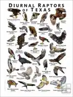 Diurnal Raptors of Texas poster print
