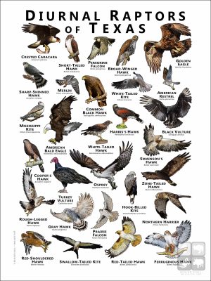 Diurnal Raptors of Texas poster print