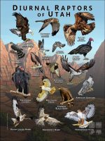 Diurnal Raptors of Utah poster print