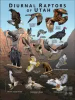 Diurnal Raptors of Utah poster print