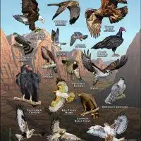 Diurnal Raptors of Utah poster print