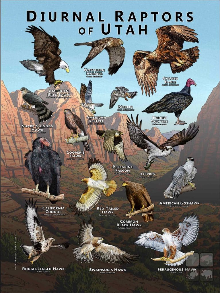 Small Utah Raptors Diurnal Raptors of Utah Poster Print