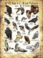 Diurnal Raptors of Utah poster print