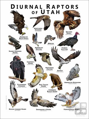 Diurnal Raptors of Utah poster print