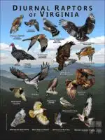 Diurnal Raptors of Virginia poster print