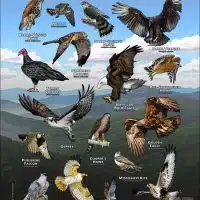 Diurnal Raptors of Virginia poster print