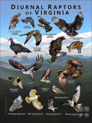 Diurnal Raptors of Virginia poster print