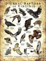 Diurnal Raptors of Virginia poster print