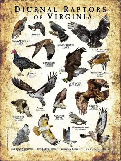 Diurnal Raptors of Virginia poster print