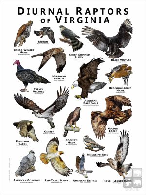 Diurnal Raptors of Virginia poster print