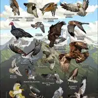 Diurnal Raptors of Washington poster print