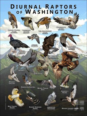 Diurnal Raptors of Washington poster print