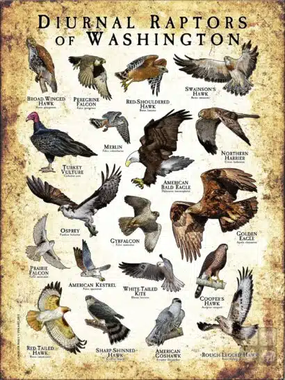 Diurnal Raptors of Washington poster print