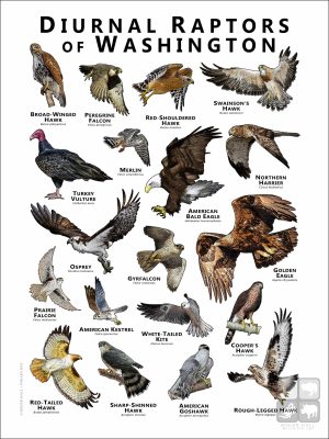 Diurnal Raptors of Washington poster print