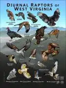 Diurnal Raptors of West Virginia poster print