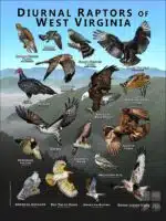 Diurnal Raptors of West Virginia poster print