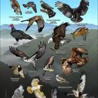 Diurnal Raptors of West Virginia poster print