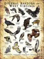 Diurnal Raptors of West Virginia poster print