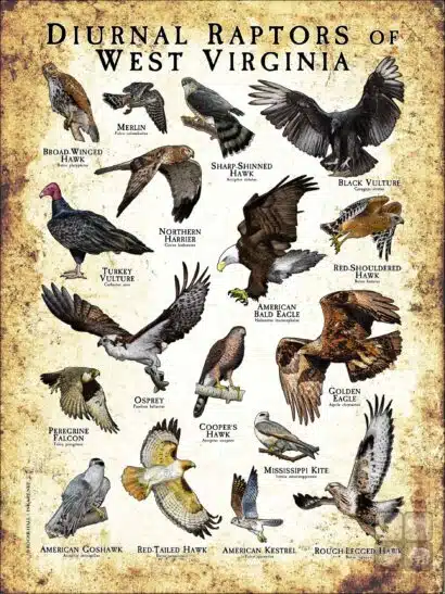 Diurnal Raptors of West Virginia poster print