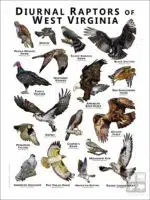 Diurnal Raptors of West Virginia poster print
