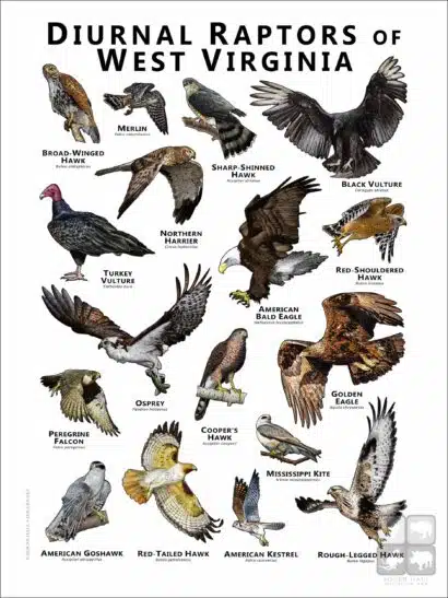 Diurnal Raptors of West Virginia poster print