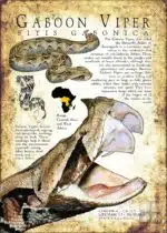 Gaboon Viper poster