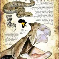 Gaboon Viper poster