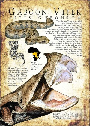 Gaboon Viper poster